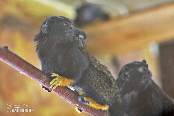 Golden-handed Tamarin (Saguinus midas)