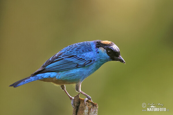 Golden-naped Tanager (Chalcothraupis ruficervix)