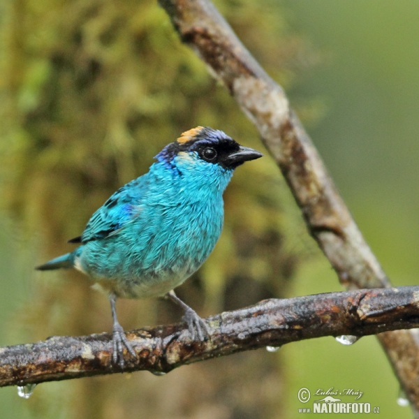 Golden-naped Tanager (Tanagra ruficervix)