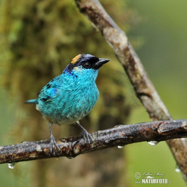 Golden-naped Tanager (Tanagra ruficervix)