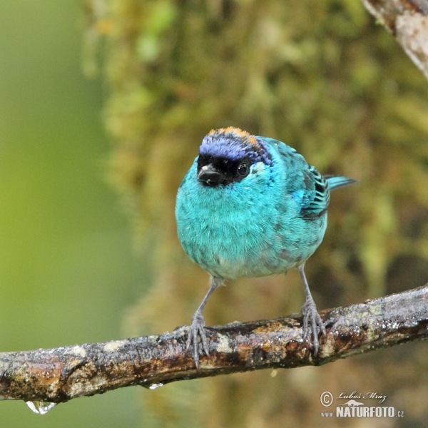 Golden-naped Tanager (Tanagra ruficervix)