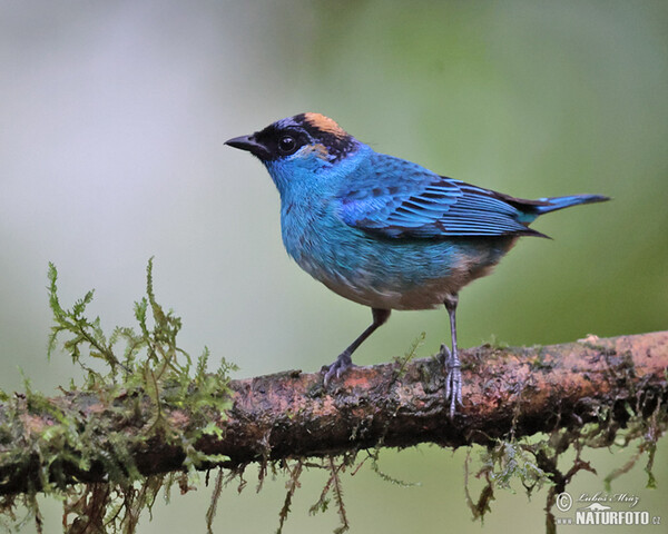 Golden-naped Tanager (Chalcothraupis ruficervix)