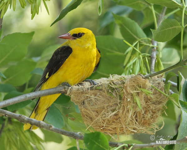 Golden Oriole (Oriolus oriolus)