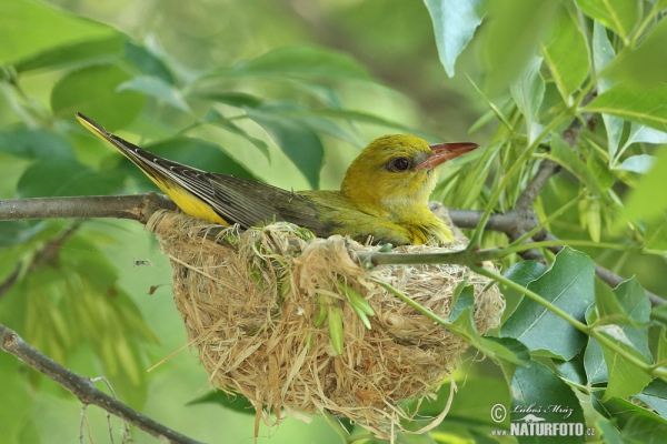 Golden Oriole (Oriolus oriolus)