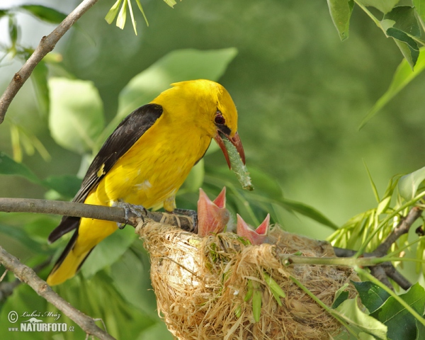 Golden Oriole (Oriolus oriolus)