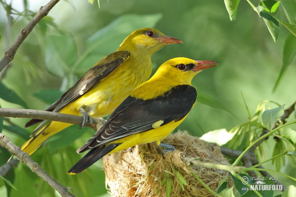 Golden Oriole (Oriolus oriolus)