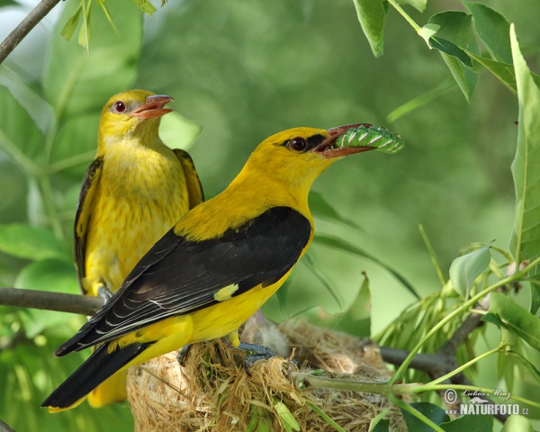 Golden Oriole (Oriolus oriolus)