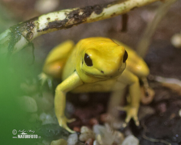 Golden Poison Frog (Phyllobates terribilis)