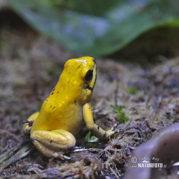 Golden Poison Frog (Phyllobates terribilis)