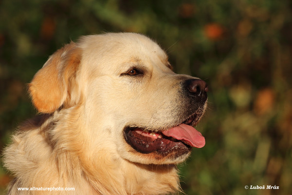 Golden Retriever (Canis lupus familiaris)