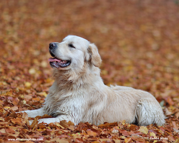 Golden Retriever (Canis lupus familiaris)