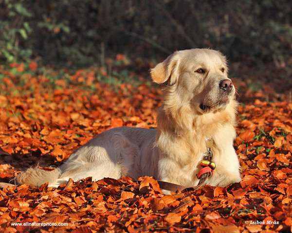 Golden Retriever (Canis lupus familiaris)