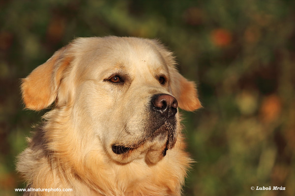 Golden Retriever (Canis lupus familiaris)