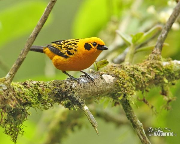 Golden tanager (Tangara arthus)