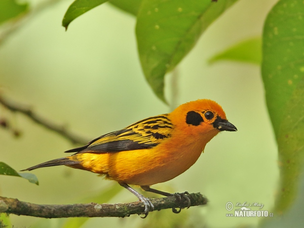 Golden tanager (Tangara arthus)