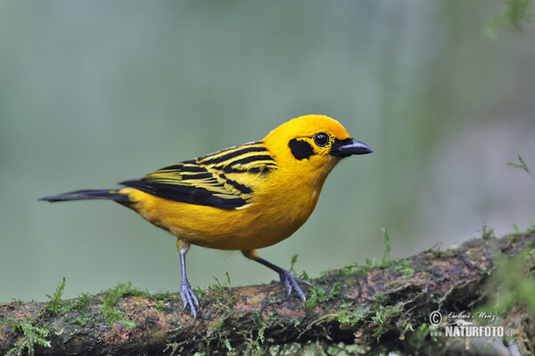 Golden tanager (Tangara arthus)