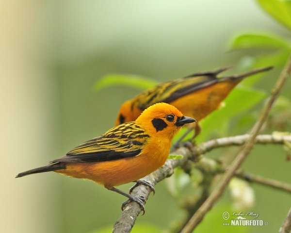 Golden tanager (Tangara arthus)