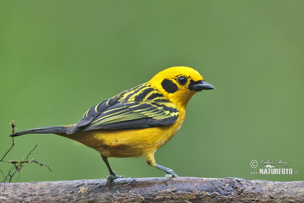 Golden tanager (Tangara arthus)