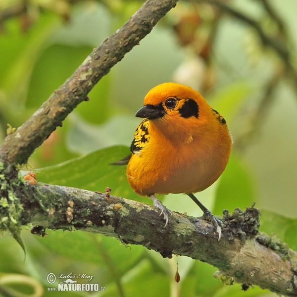 Golden tanager (Tangara arthus)