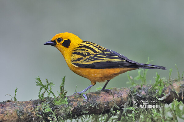 Golden tanager (Tangara arthus)
