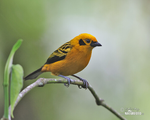 Golden tanager (Tangara arthus)