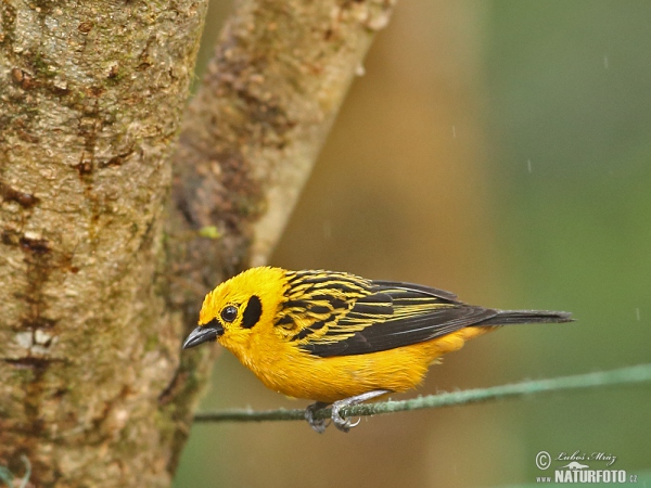 Golden tanager (Tangara arthus)