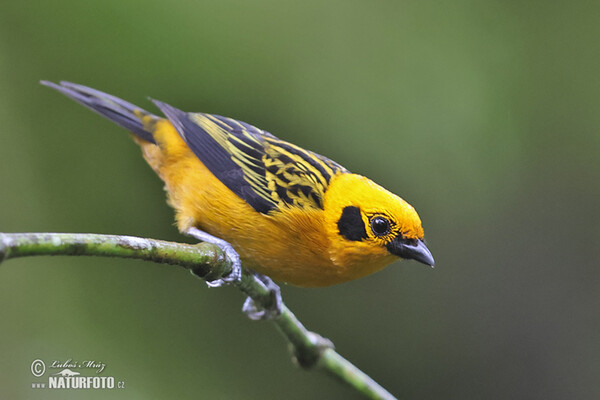 Golden tanager (Tangara arthus)