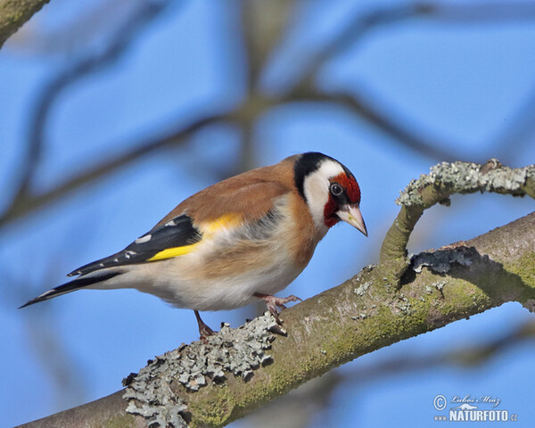 Goldfinch (Carduelis carduelis)