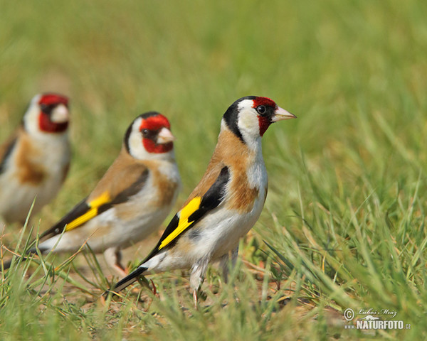 Goldfinch (Carduelis carduelis)