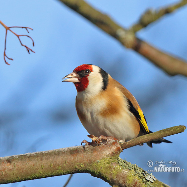 Goldfinch (Carduelis carduelis)