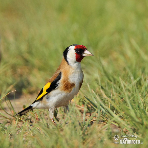 Goldfinch (Carduelis carduelis)