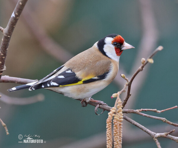 Goldfinch (Carduelis carduelis)