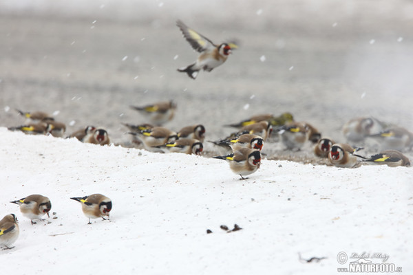 Goldfinch (Carduelis carduelis)