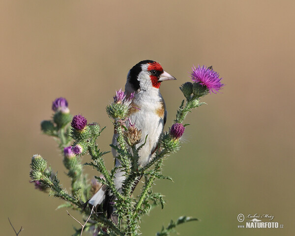 Goldfinch (Carduelis carduelis)