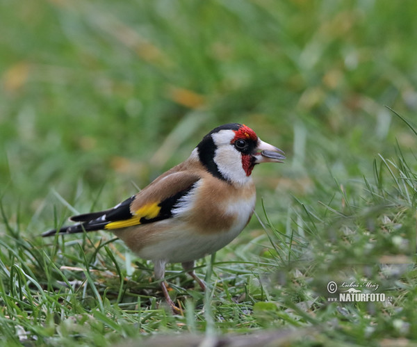 Goldfinch (Carduelis carduelis)