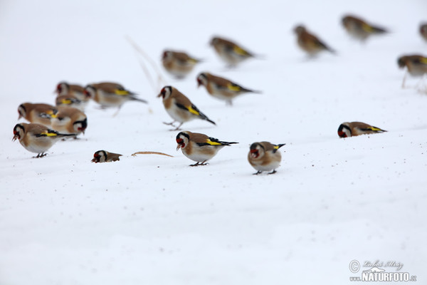 Goldfinch (Carduelis carduelis)