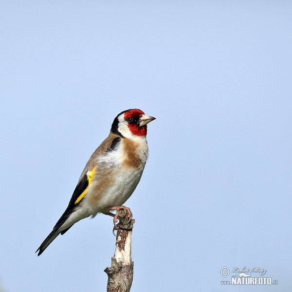 Goldfinch (Carduelis carduelis)