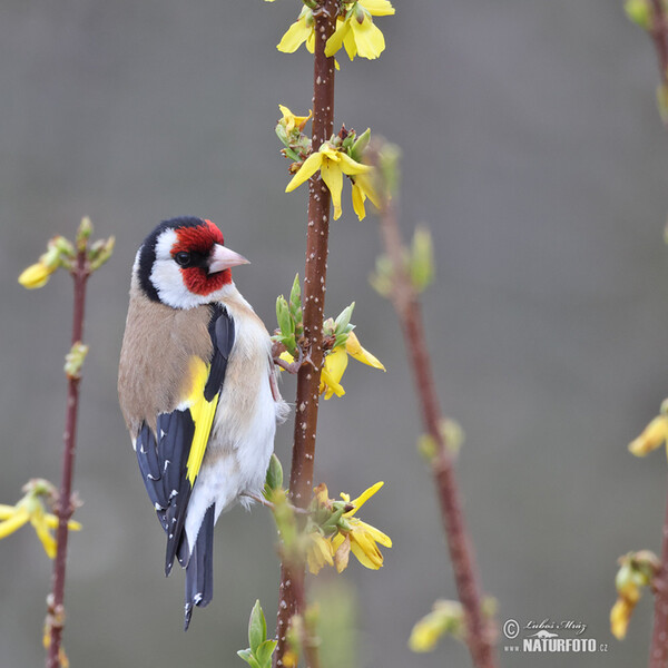 Goldfinch (Carduelis carduelis)