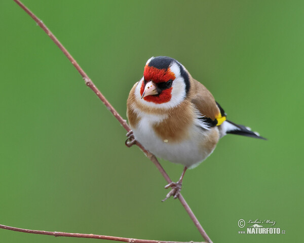 Goldfinch (Carduelis carduelis)