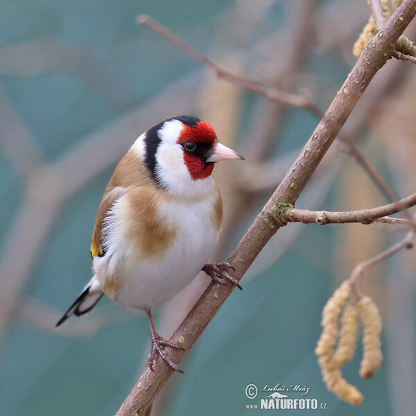 Goldfinch (Carduelis carduelis)