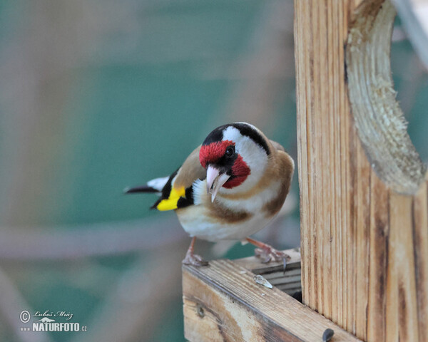 Goldfinch (Carduelis carduelis)