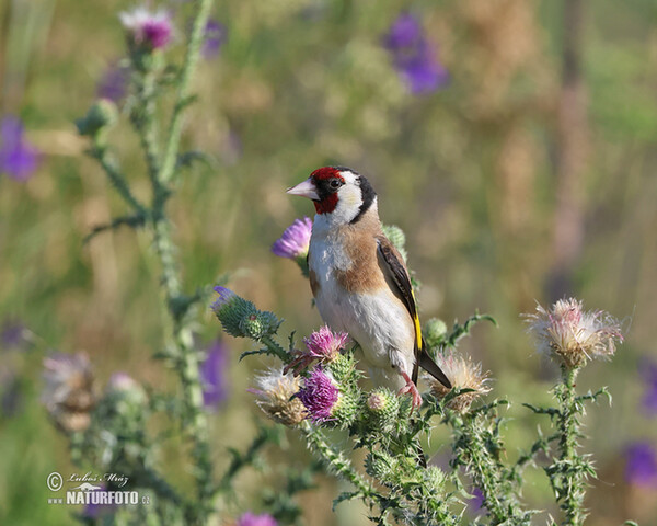 Goldfinch (Carduelis carduelis)