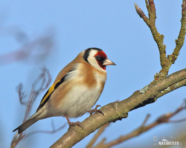 Goldfinch (Carduelis carduelis)