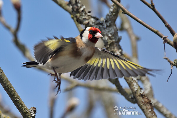 Goldfinch (Carduelis carduelis)