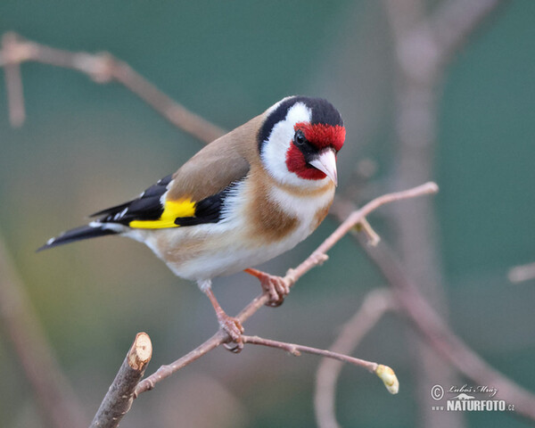 Goldfinch (Carduelis carduelis)