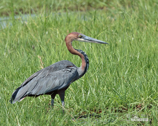 Goliath Heron (Ardea goliath)