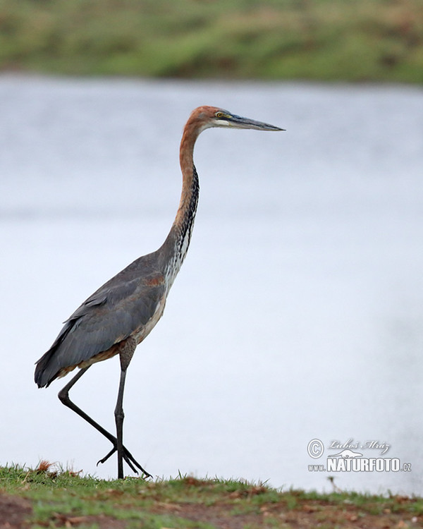 Goliath Heron (Ardea goliath)