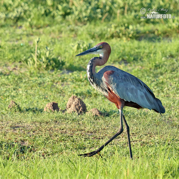 Goliath Heron (Ardea goliath)