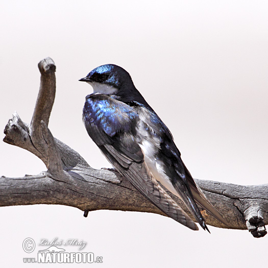 Golondrina bicolor