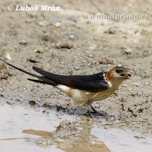 Golondrina dáurica